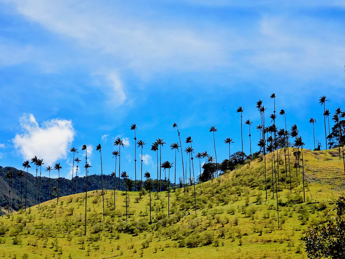 Valle de Cocora